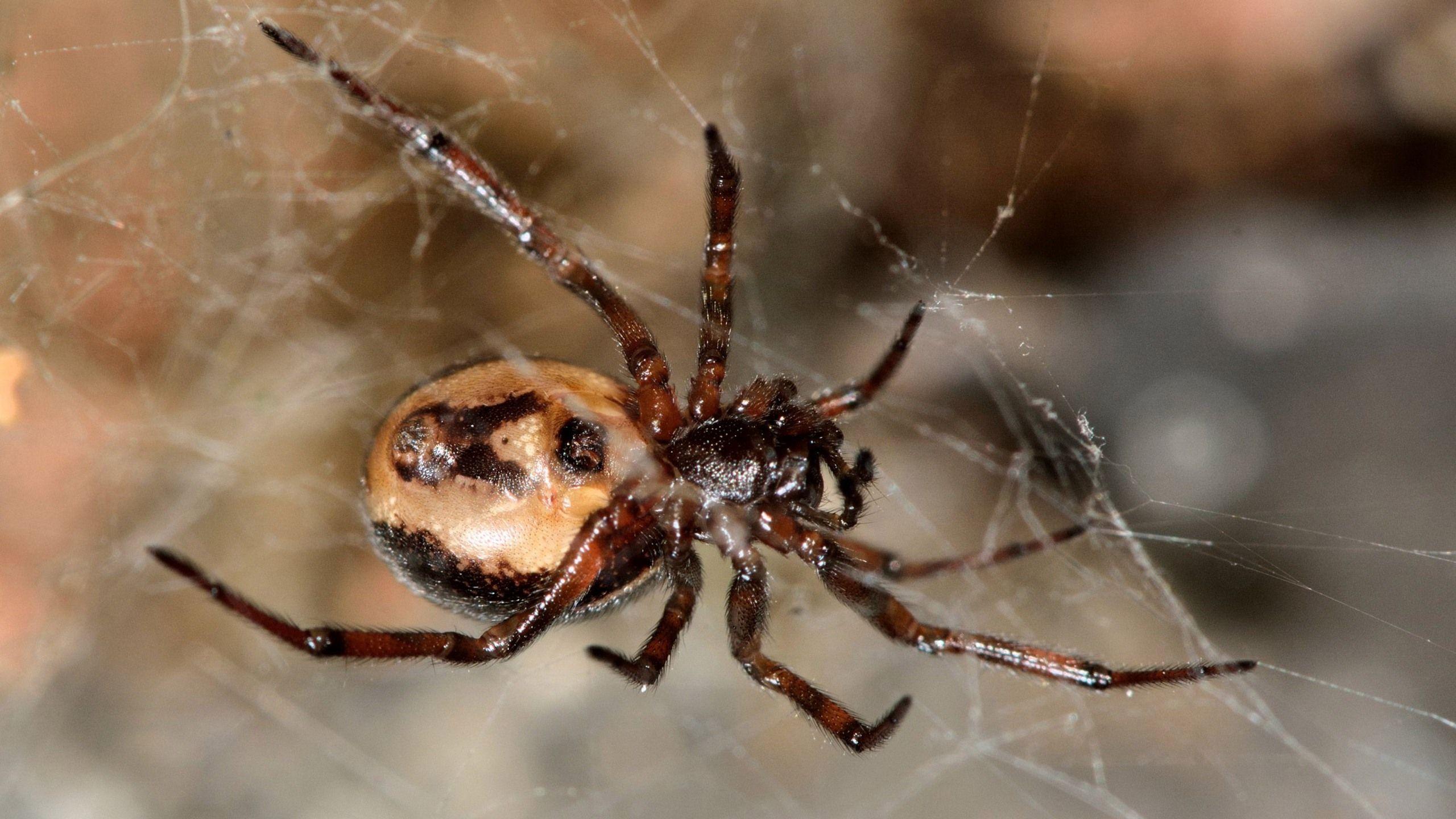 2560x1440 Spider Wallpaper Full HD 45332