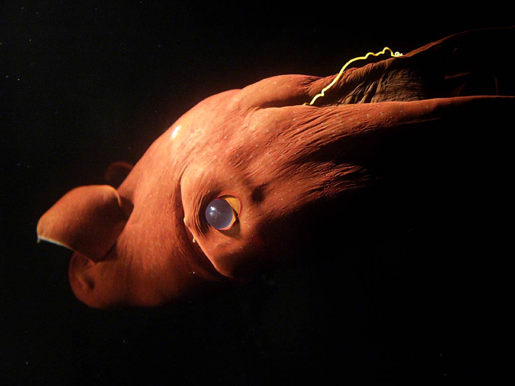 1024x768 Squid Wallpaper