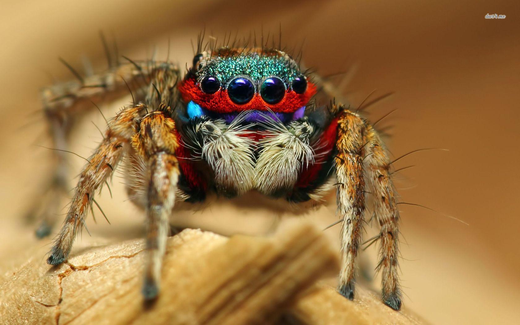 1680x1050 Spider Wallpaper