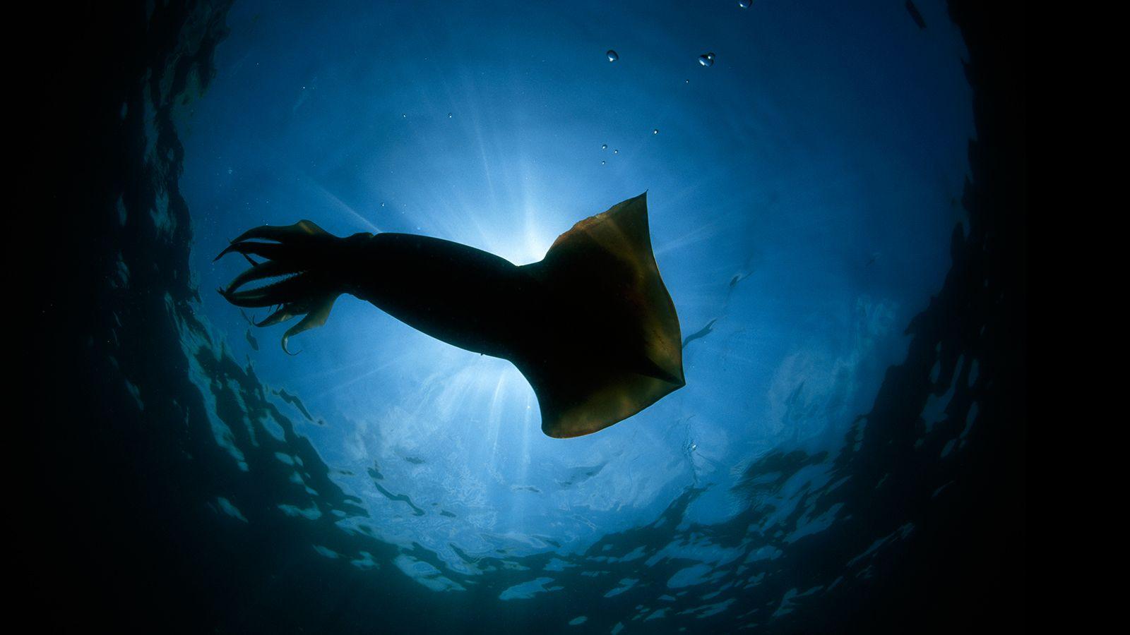 Squid Wallpapers - Top Free Squid Backgrounds - WallpaperAccess