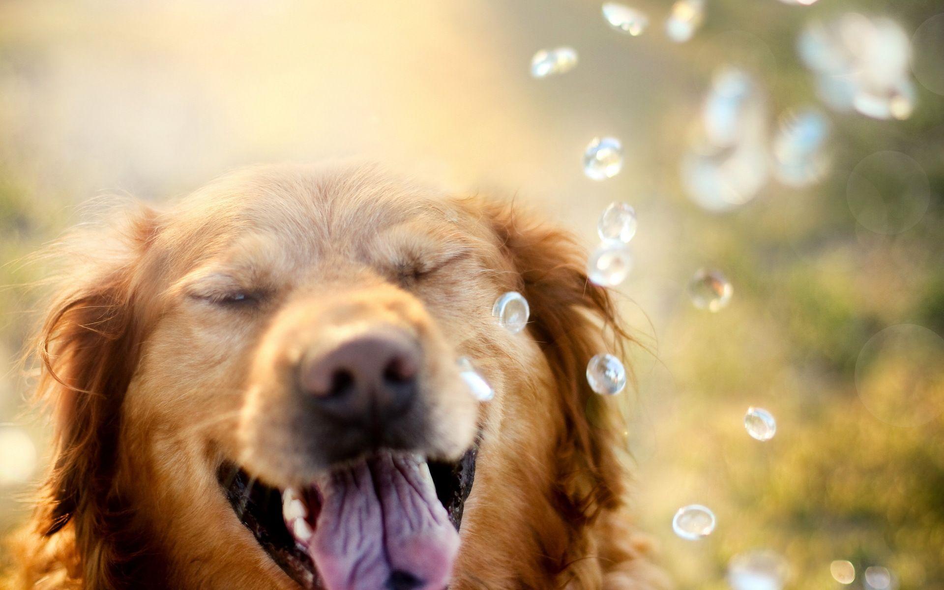 1920x1200 Golden Retriever Wallpaper Halloween 10 Background