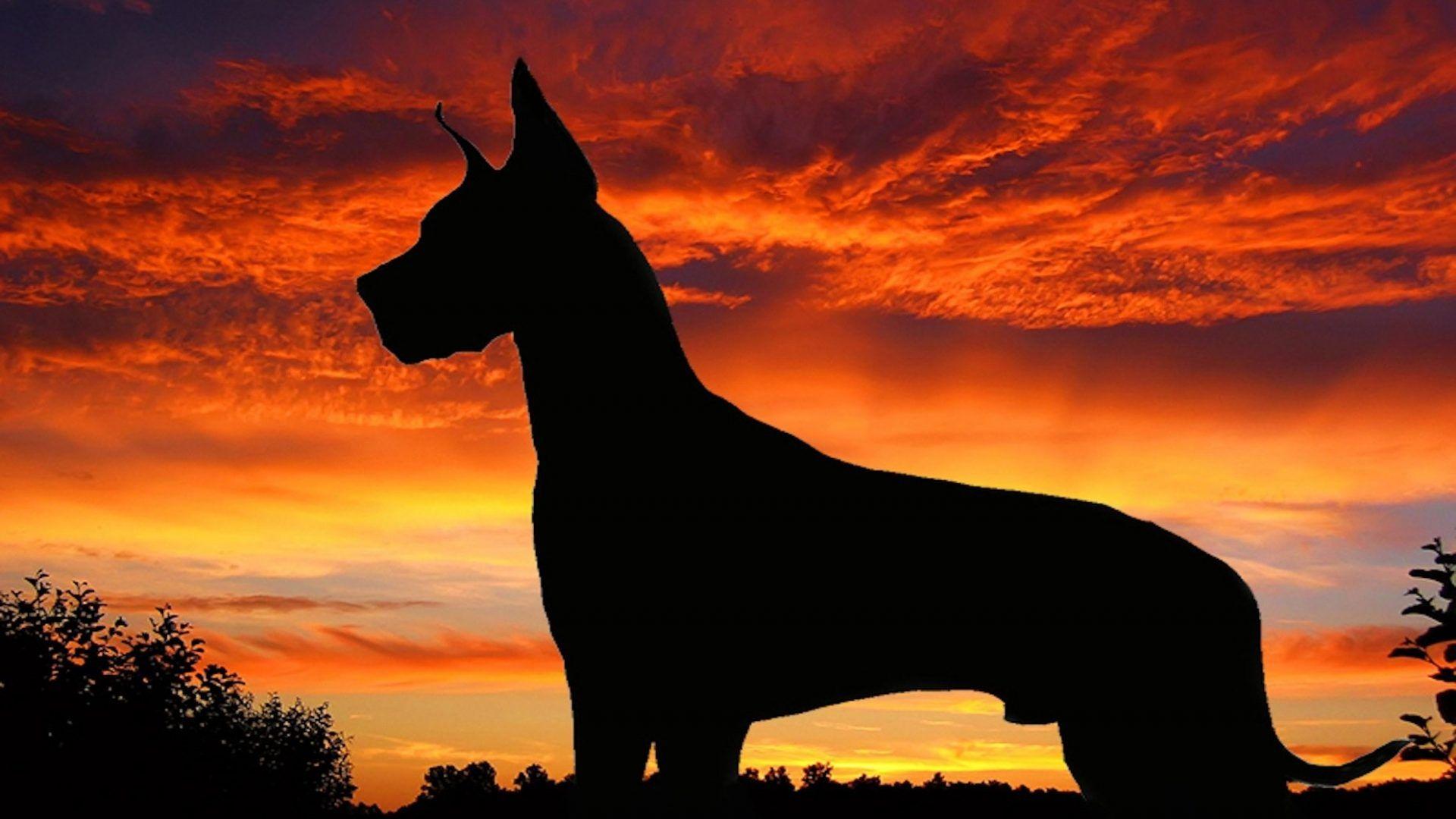 1920x1080 EEAA44 Color wallpaper: Great Dane Dog Dogs Beautiful Wallpaper