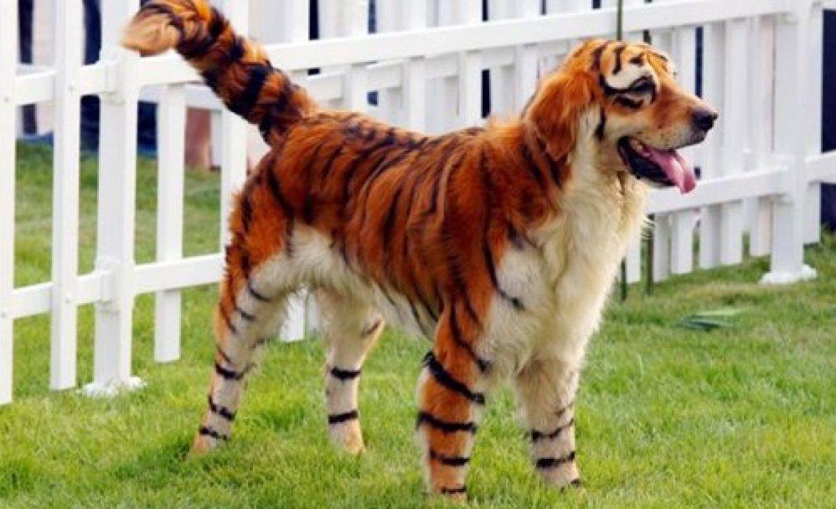 1200x731 Funny Costume For Dogs 15 Free HD Wallpaper