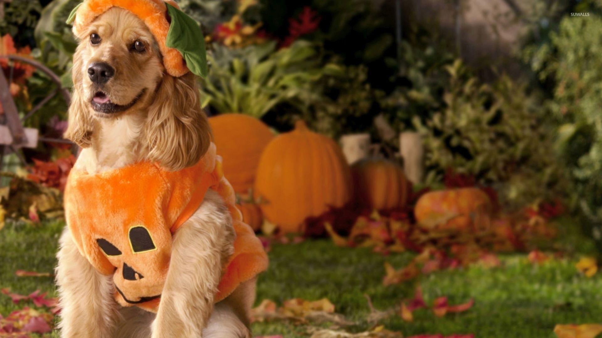 Halloween Dog Wallpapers - Top Free Halloween Dog Backgrounds - WallpaperAccess
