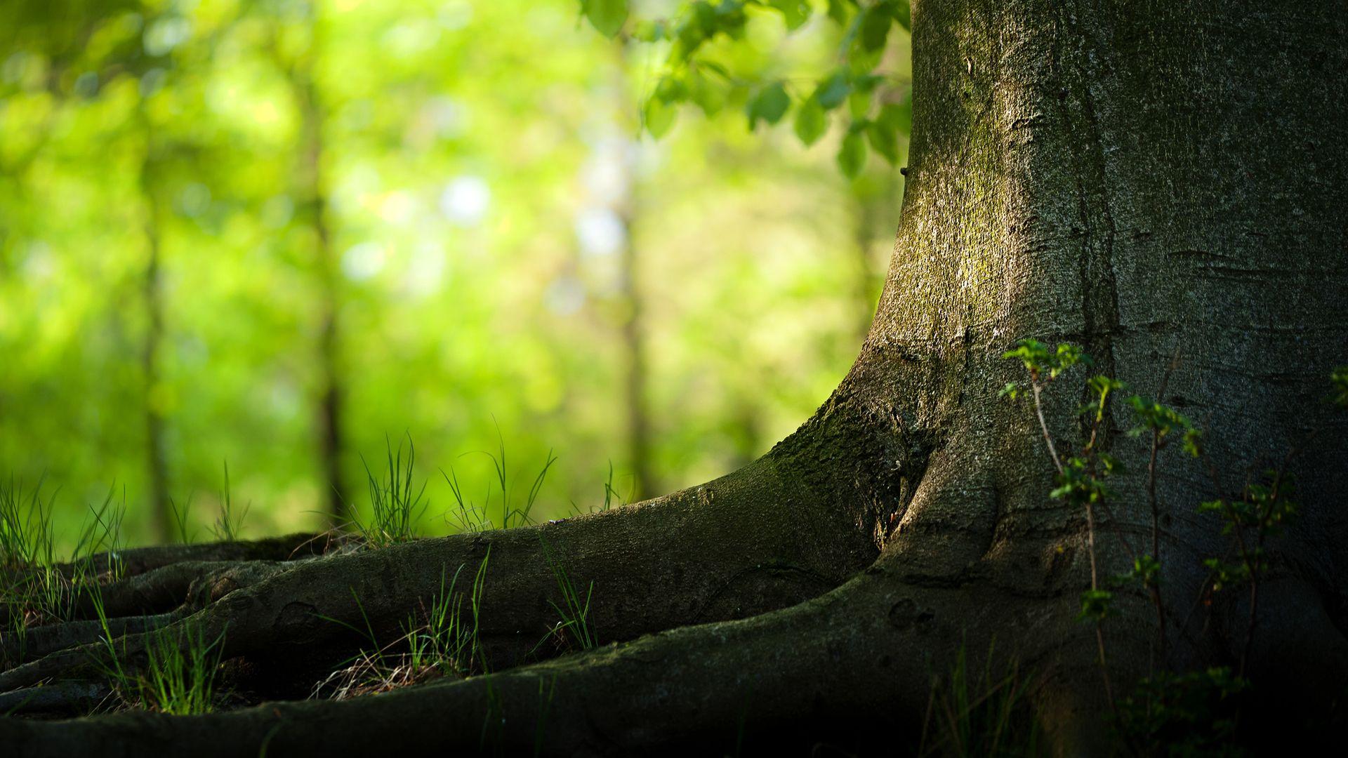 1920x1080 Free download Nature Tree HD Desktop Background 1920x1080