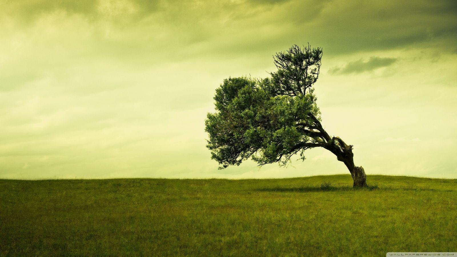 1600x900 Even Though Tree Wallpaper HD. Wordpress installed