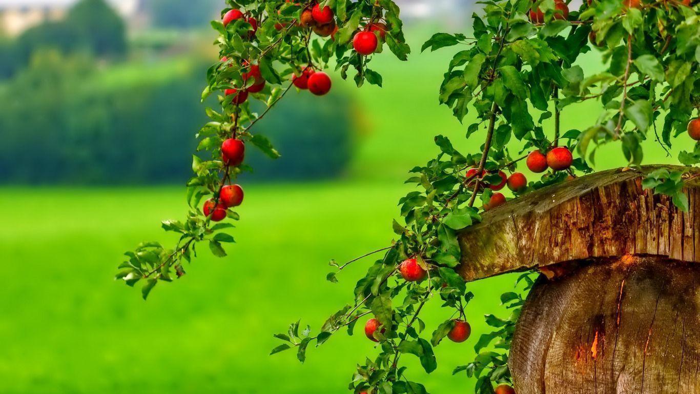1366x768 Apple Tree Wallpaper