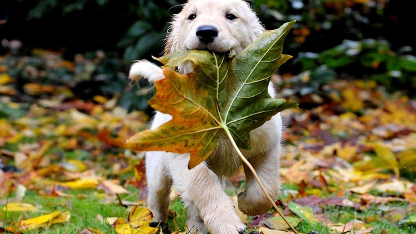 1366x768 Dogs: Cute Animals Puppys Pretty Beautiful Animal Lovely Sweet Dogs