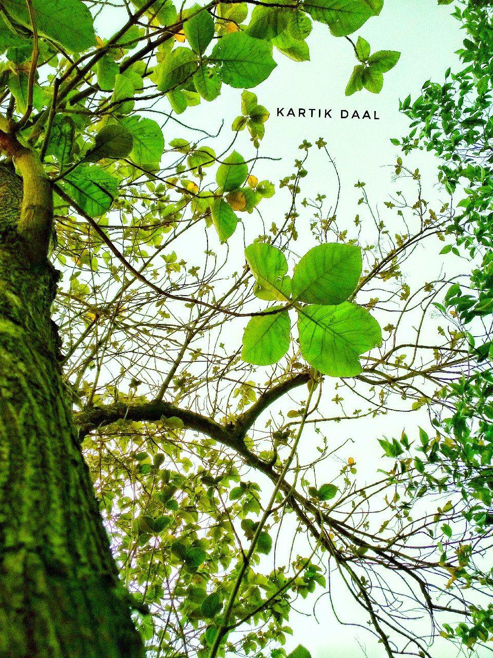 960x1280 ShotOnRNPro tree HD wallpaper click