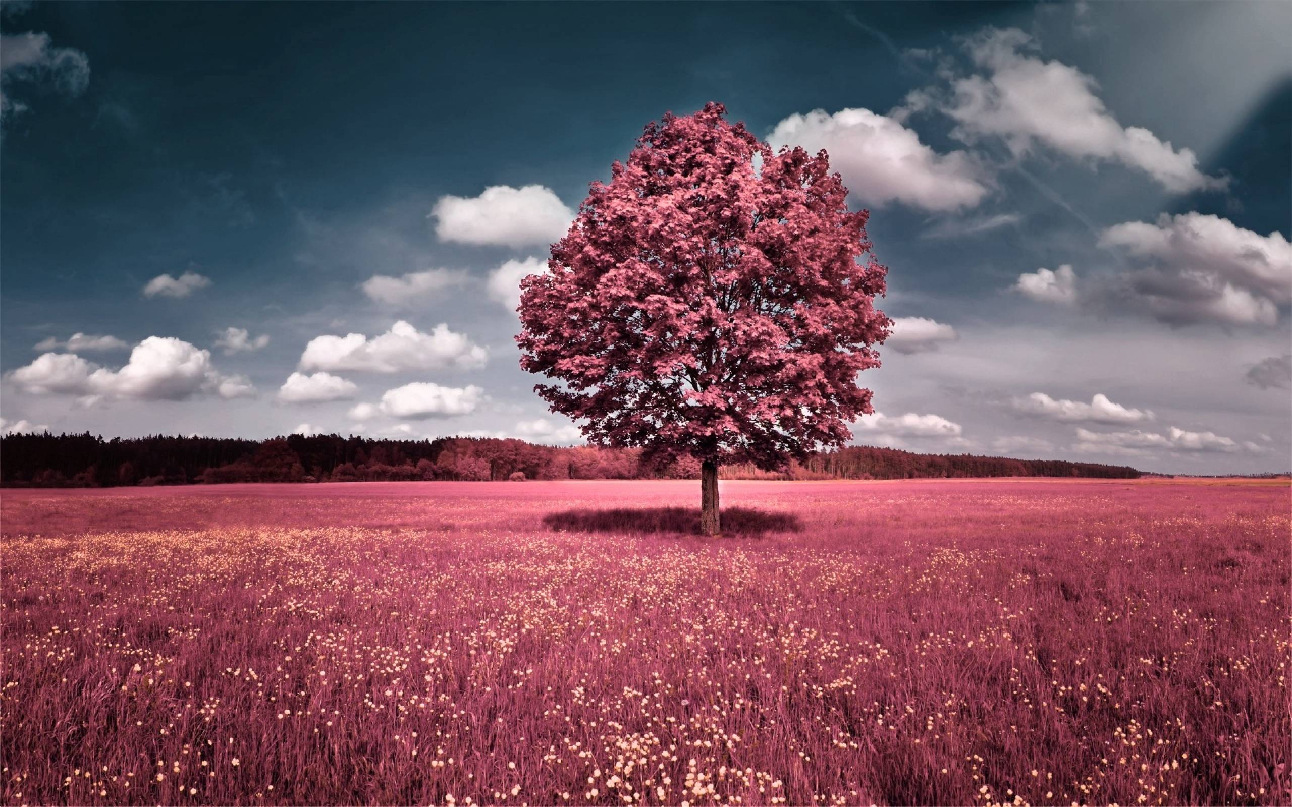2560x1600 Pink Tree Wallpaper