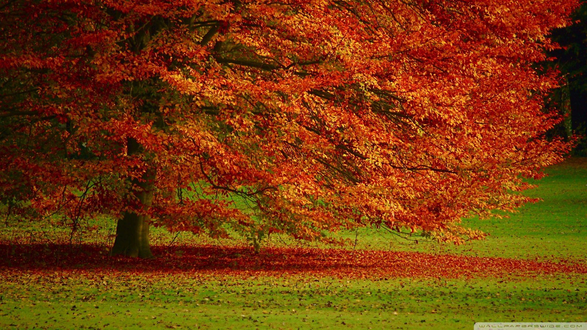 2048x1152 Beautiful Orange Tree ❤ 4K HD Desktop Wallpaper for 4K