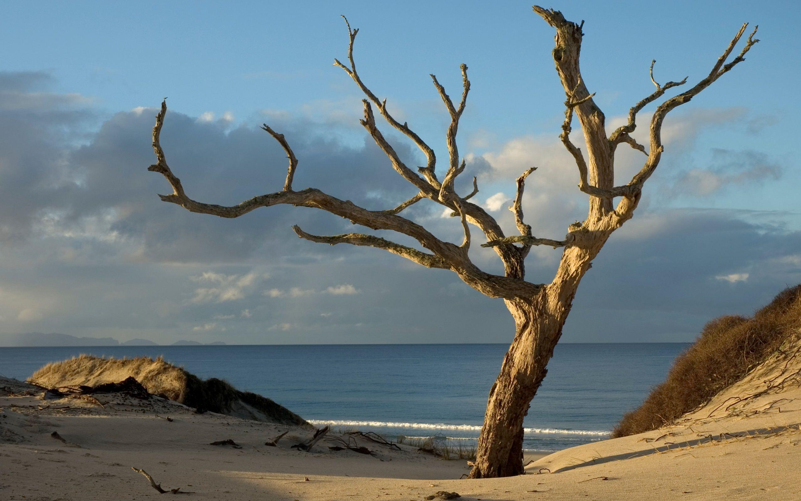 2560x1600 Tree Wallpaper HD