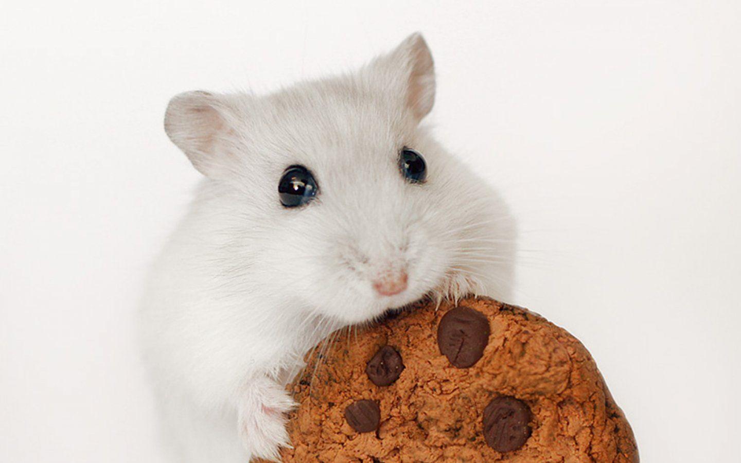 1440x900 Cute Hamster HQ Desktop Wallpaper 20009