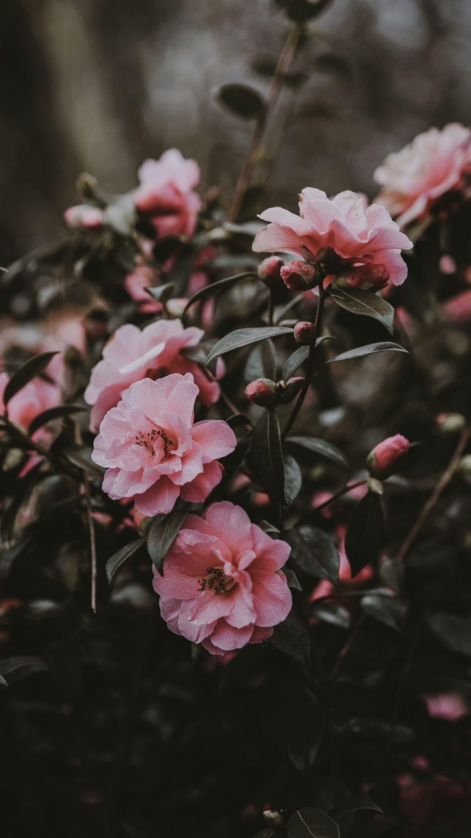 938x1668 Download wallpaper 938x1668 wild rose, bush, pink, flowers