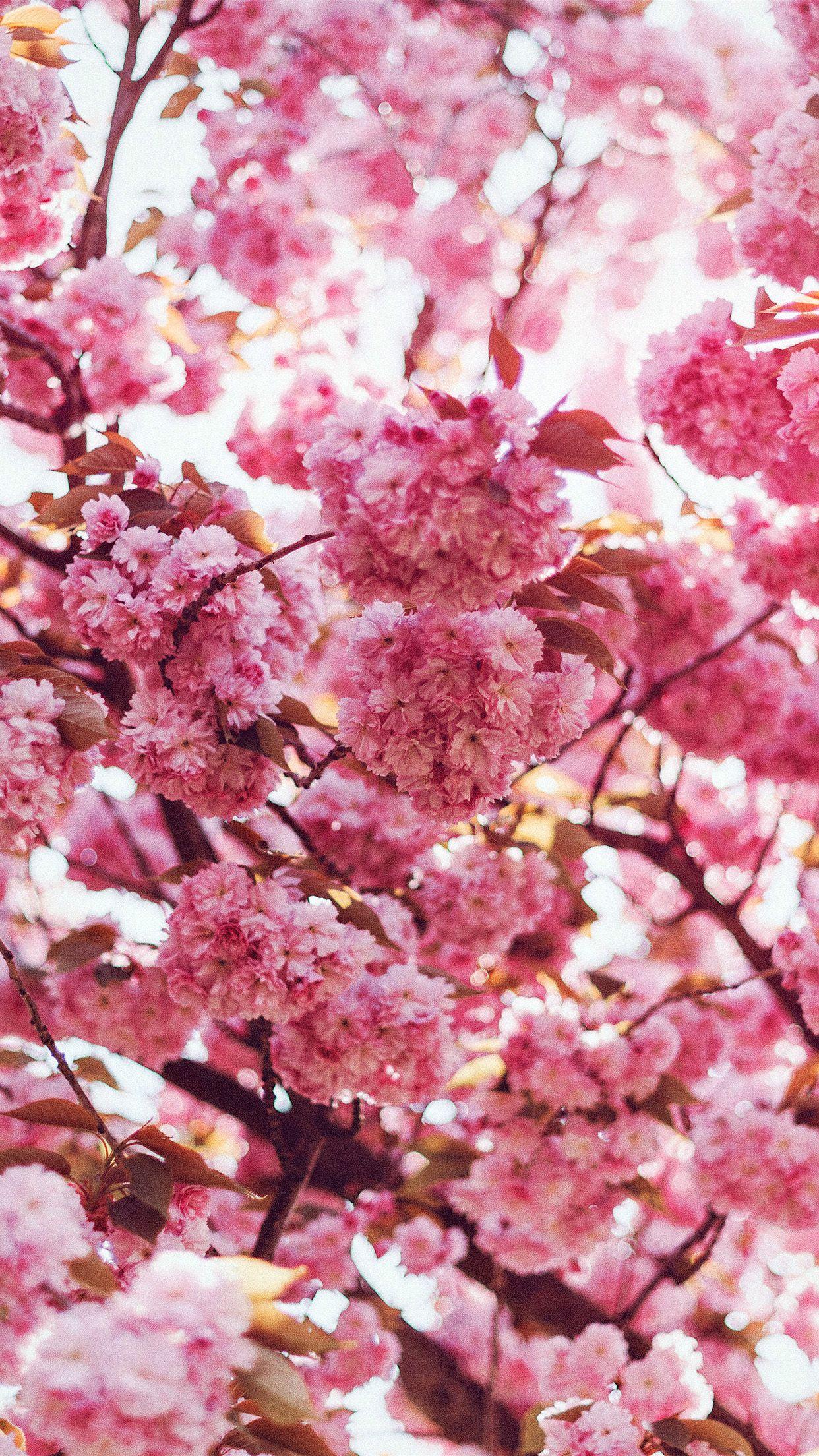 1242x2208 iPhone 6 wallpaper. spring flower