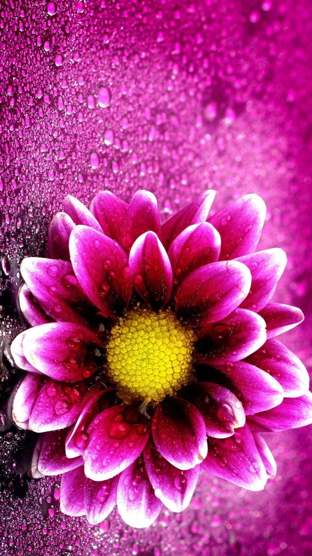 Pink Flower iPhone Wallpapers Top Free Pink Flower iPhone Backgrounds