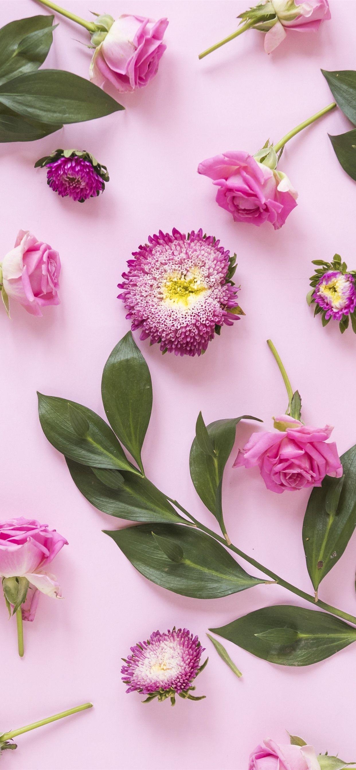 1242x2688 Pink flowers, roses, green leaves, pink background 1242x2688