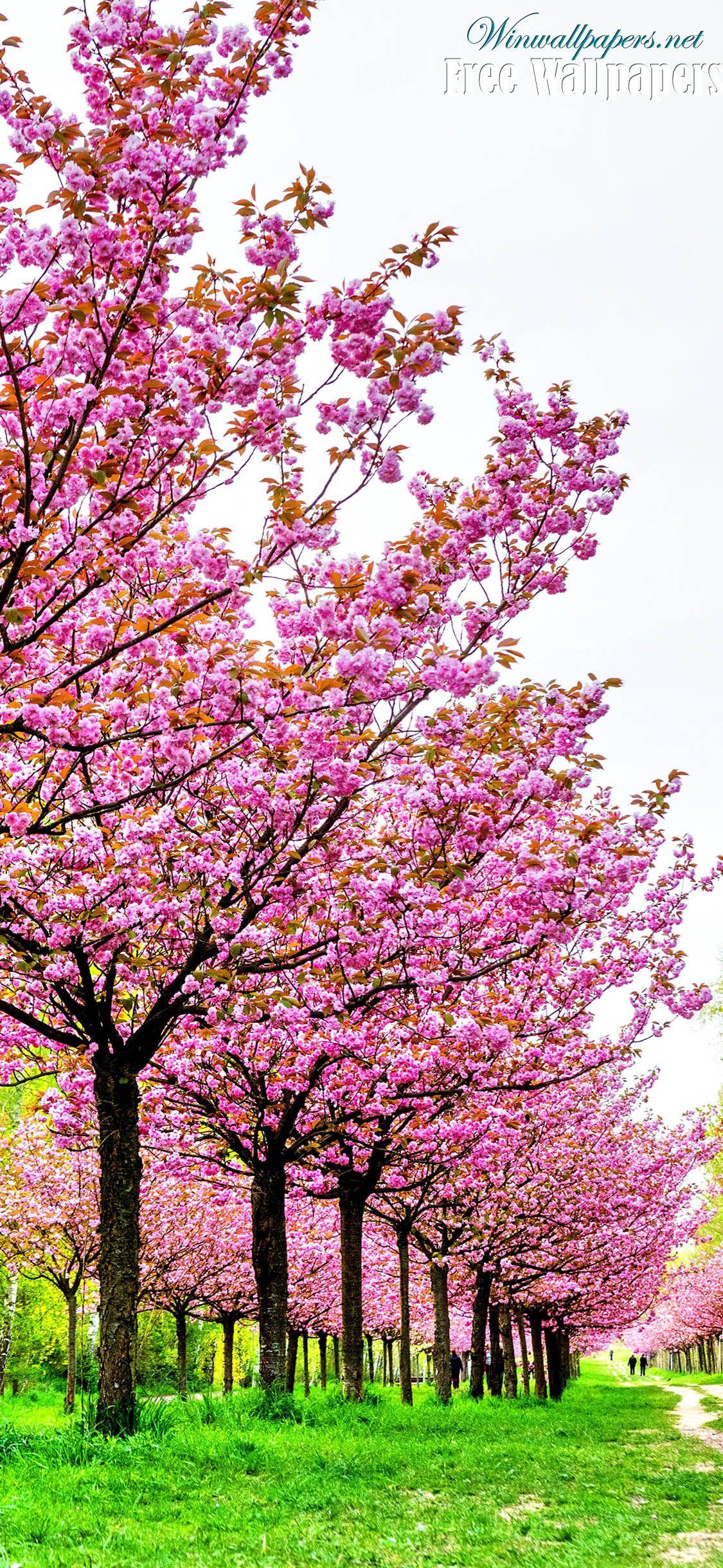 1125x2436 Pink Flowers Wallpaper For iPhone X Flowers Wallpaper