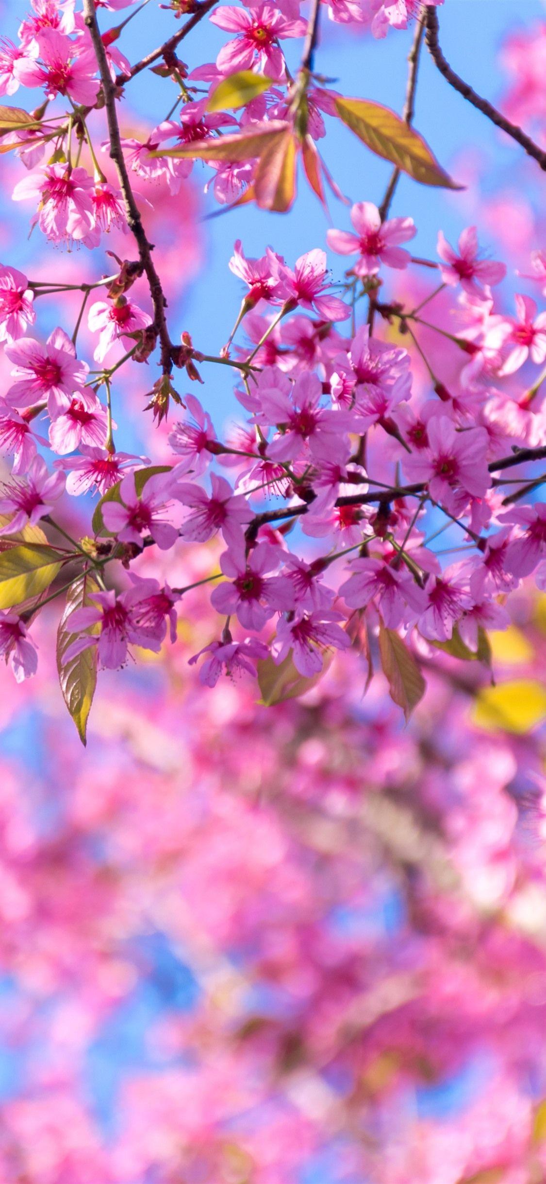 1125x2436 Spring, sakura flowering, pink tree flowers 1125x2436 iPhone 11