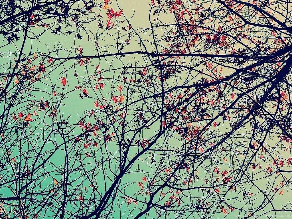 1024x768 Picture > Cute Wallpaper Tumblr iPad Desktop Background