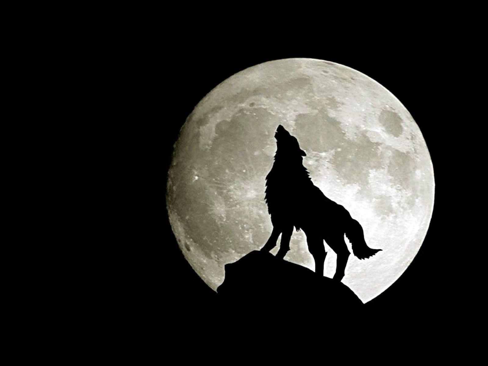 1600x1200 Download Wolf And Moon Wallpaper, HD Background Download