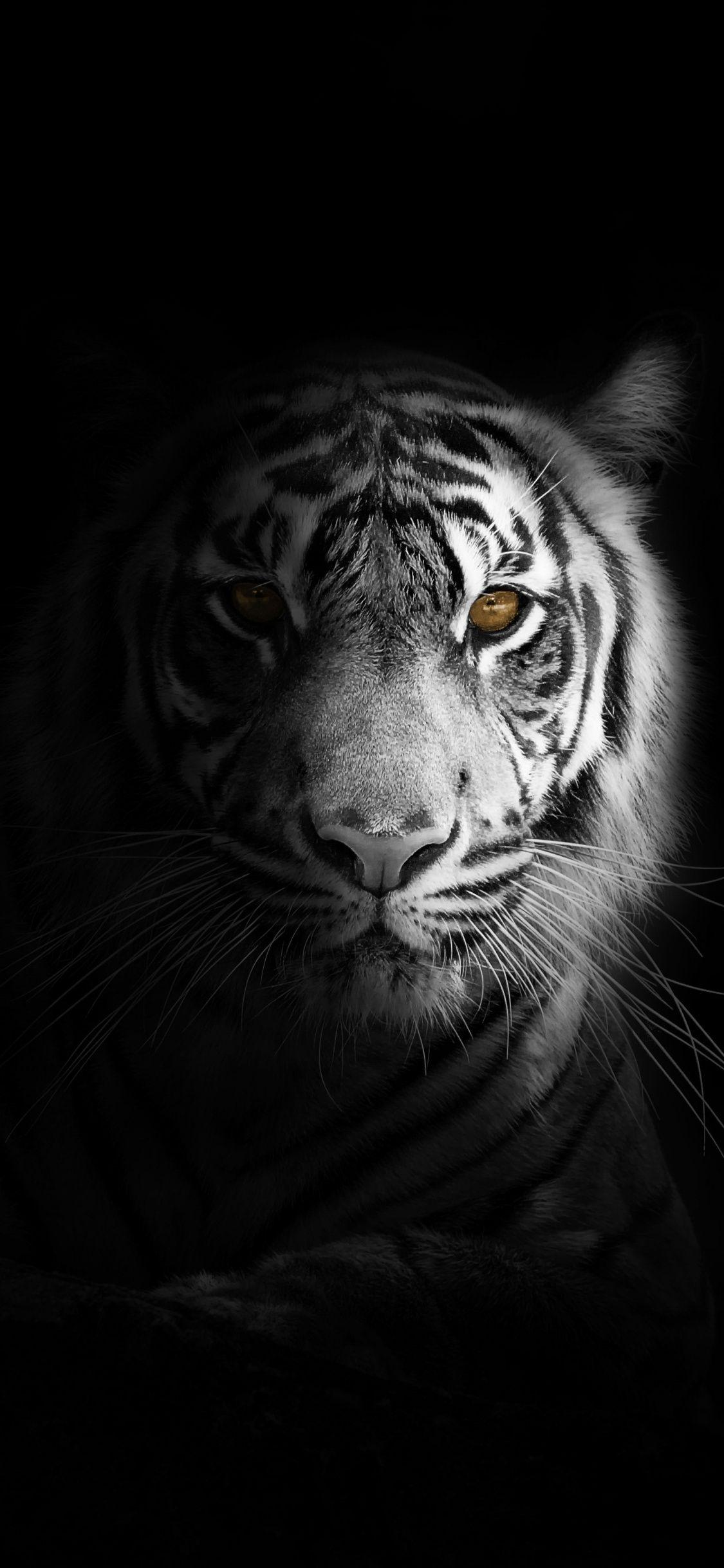 White Tiger Iphone Wallpapers Top Free White Tiger Iphone Backgrounds Wallpaperaccess