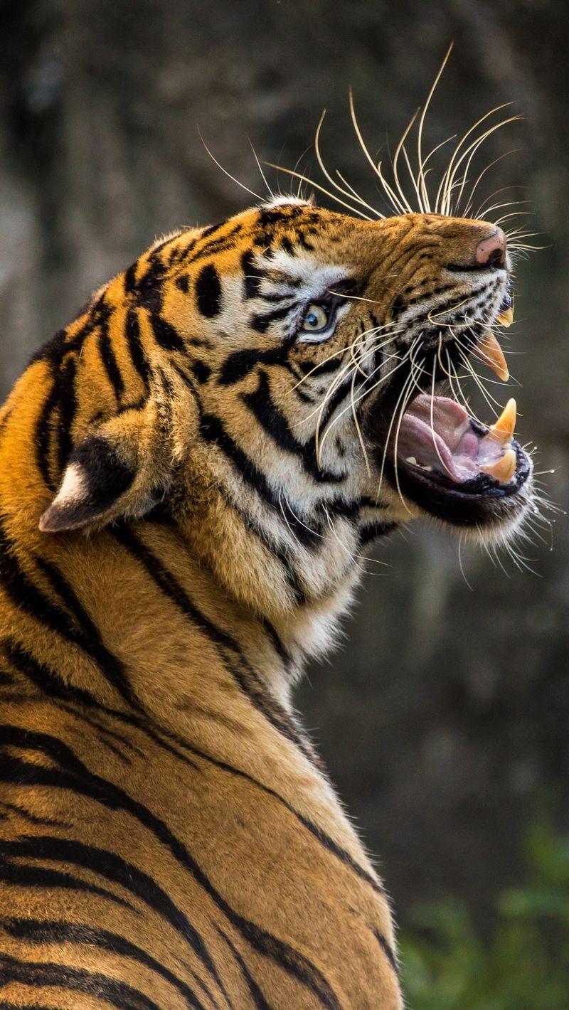 800x1420 Download wallpaper 800x1420 tiger, predator, grin, fangs