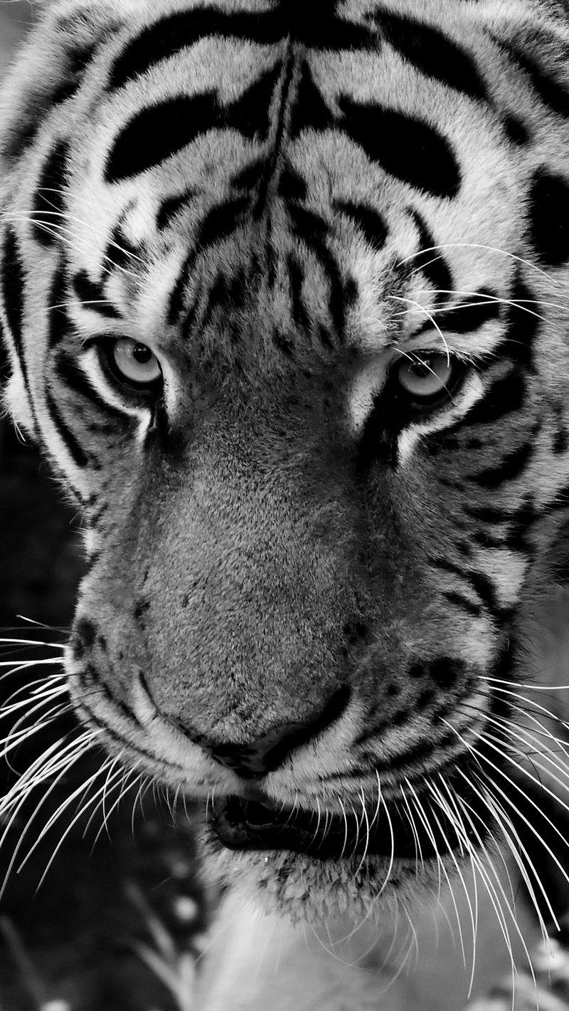 800x1420 Download wallpaper 800x1420 tiger, muzzle, sight, predator