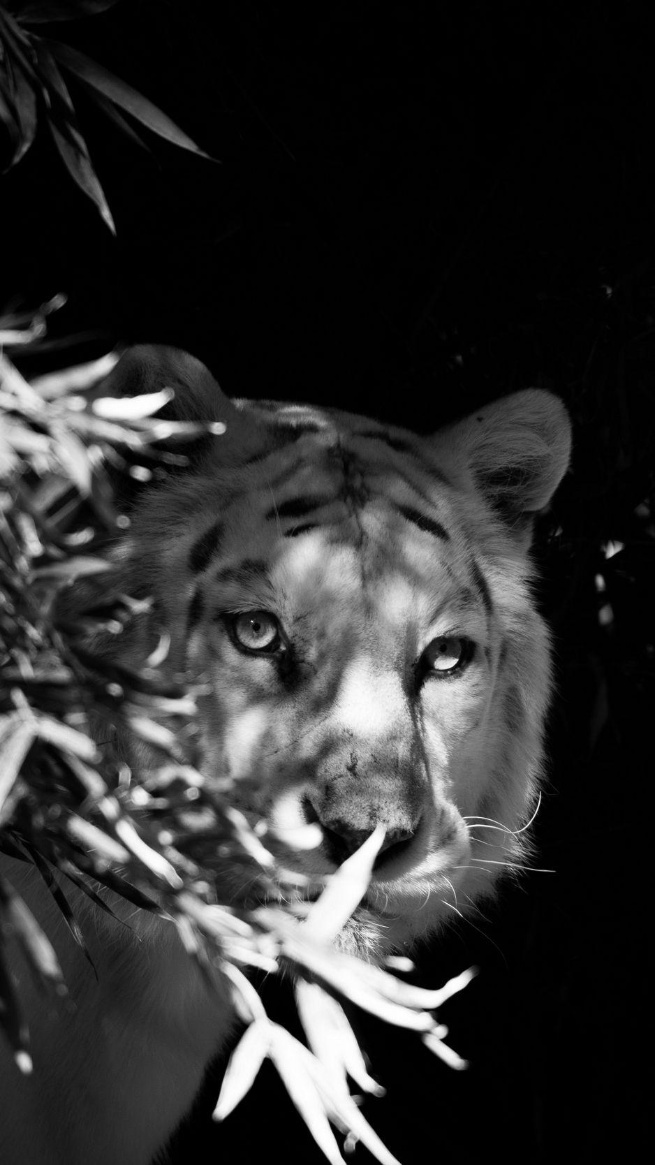 938x1668 Download wallpaper 938x1668 tiger, white tiger, bw, hide