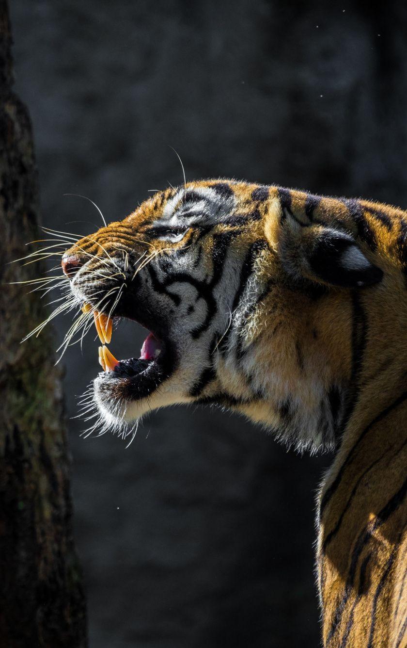 840x1336 Download 840x1336 wallpaper tiger, roar, wild animal, iphone