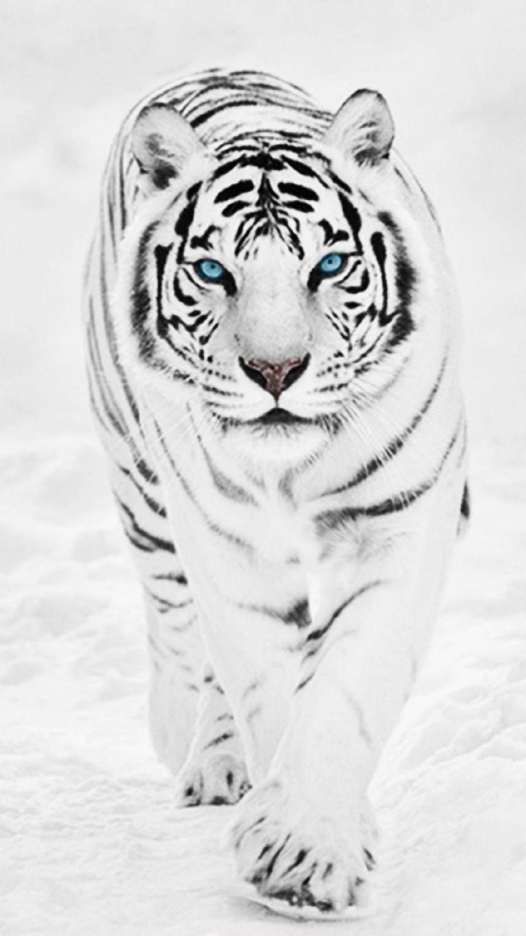 White Tiger Iphone Wallpapers Top Free White Tiger Iphone Backgrounds Wallpaperaccess