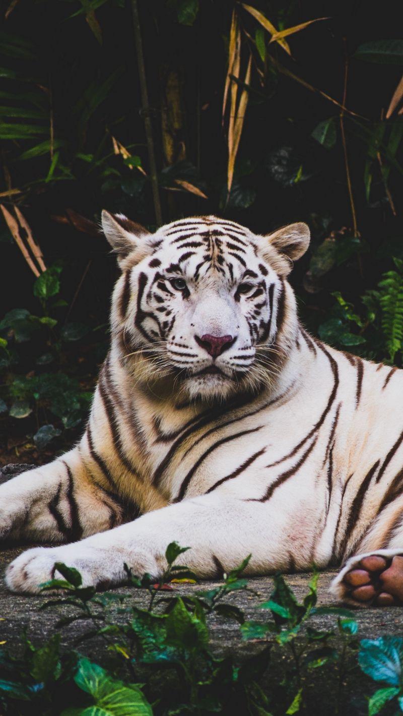 800x1420 Download wallpaper 800x1420 tiger, lying, white, predator
