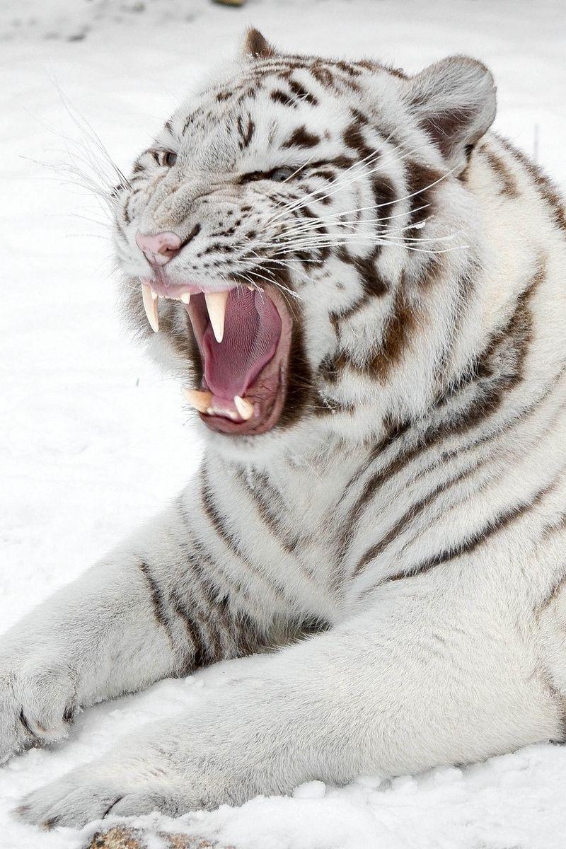 800x1200 Download wallpaper 800x1200 white tiger, snow, predator