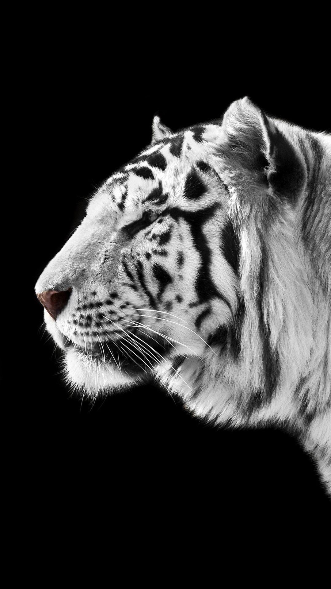 White Tiger iPhone Wallpapers - Top Free White Tiger iPhone Backgrounds