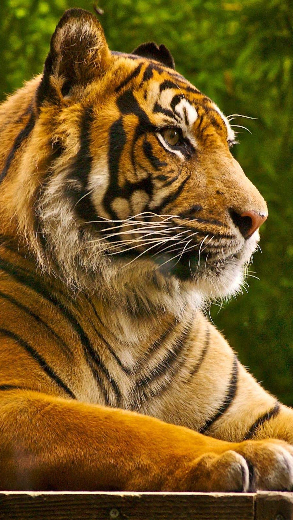 1242x2208 Animal Tiger Wallpaper for iPhone X, 6 Download