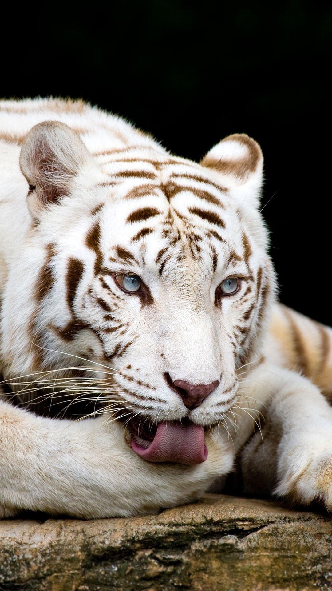 White Tiger Iphone Wallpapers Top Free White Tiger Iphone Backgrounds Wallpaperaccess