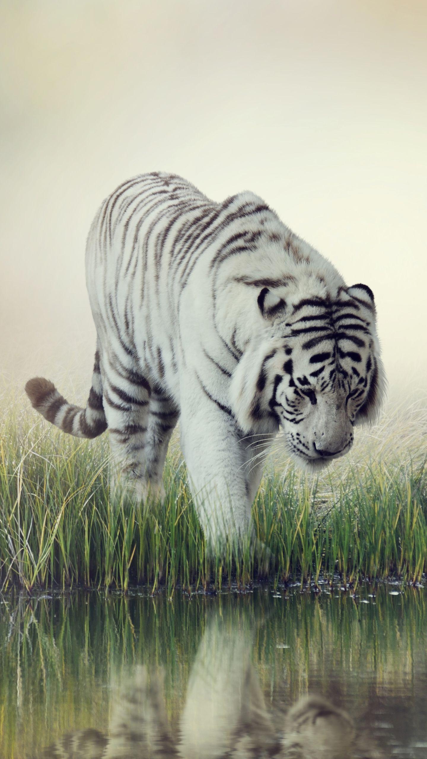 1440x2560 White Tiger Apple IPhone 7 Plus (1080x1920) Wallpaper