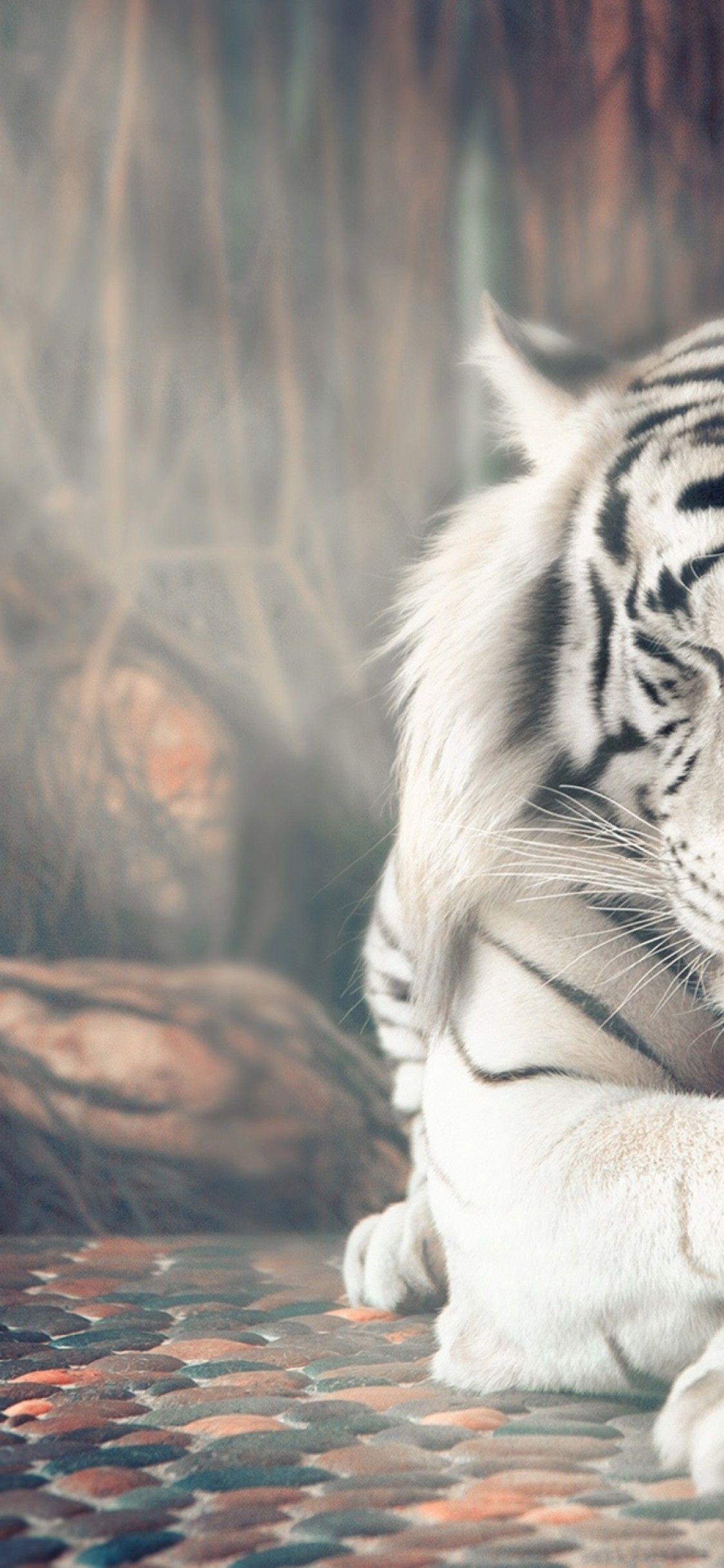 White Tiger Iphone Wallpapers Top Free White Tiger Iphone Backgrounds Wallpaperaccess
