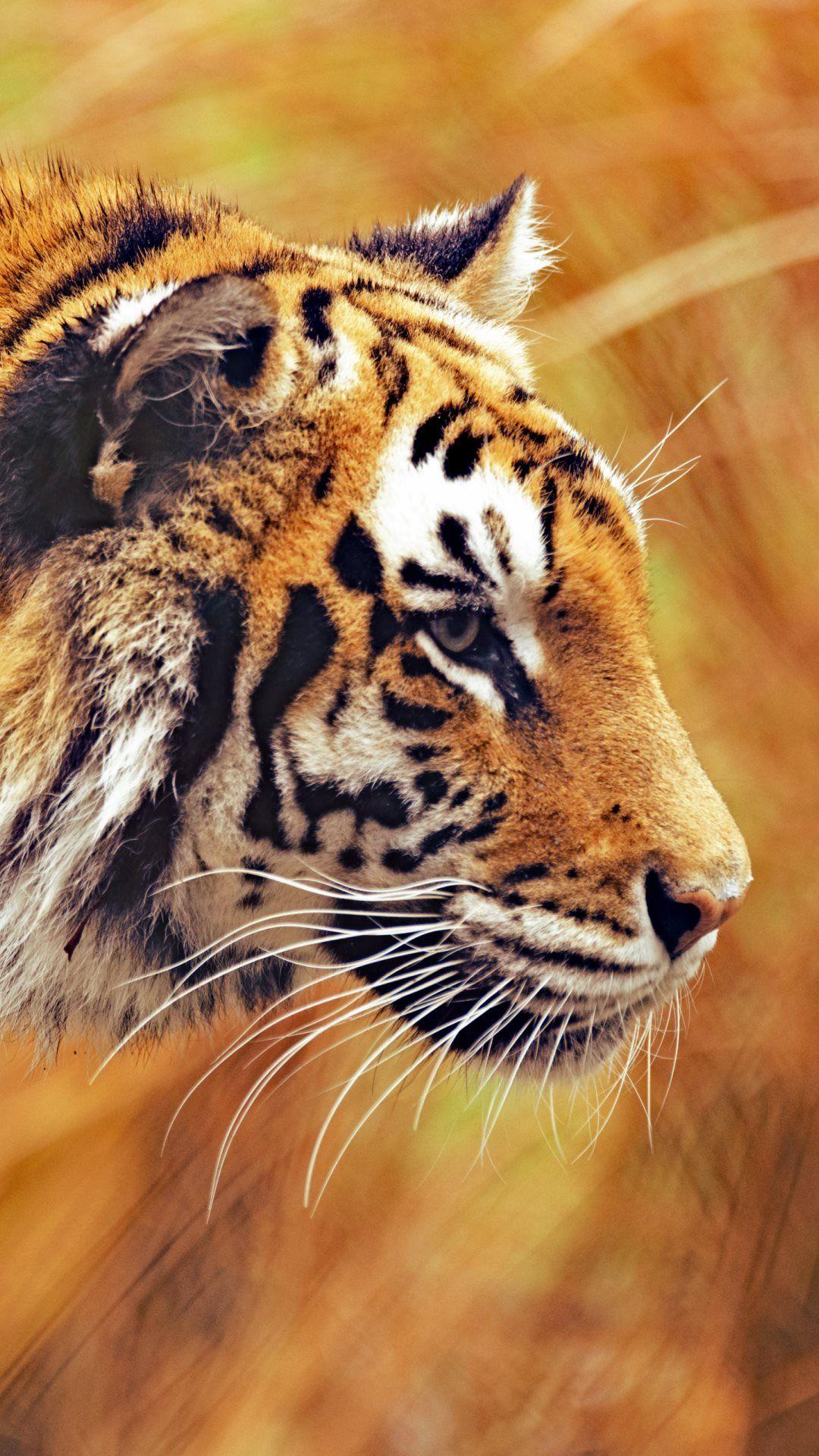 1080x1920 Tiger iPhone Ultra HD Wallpaper HD Free Wallpaper