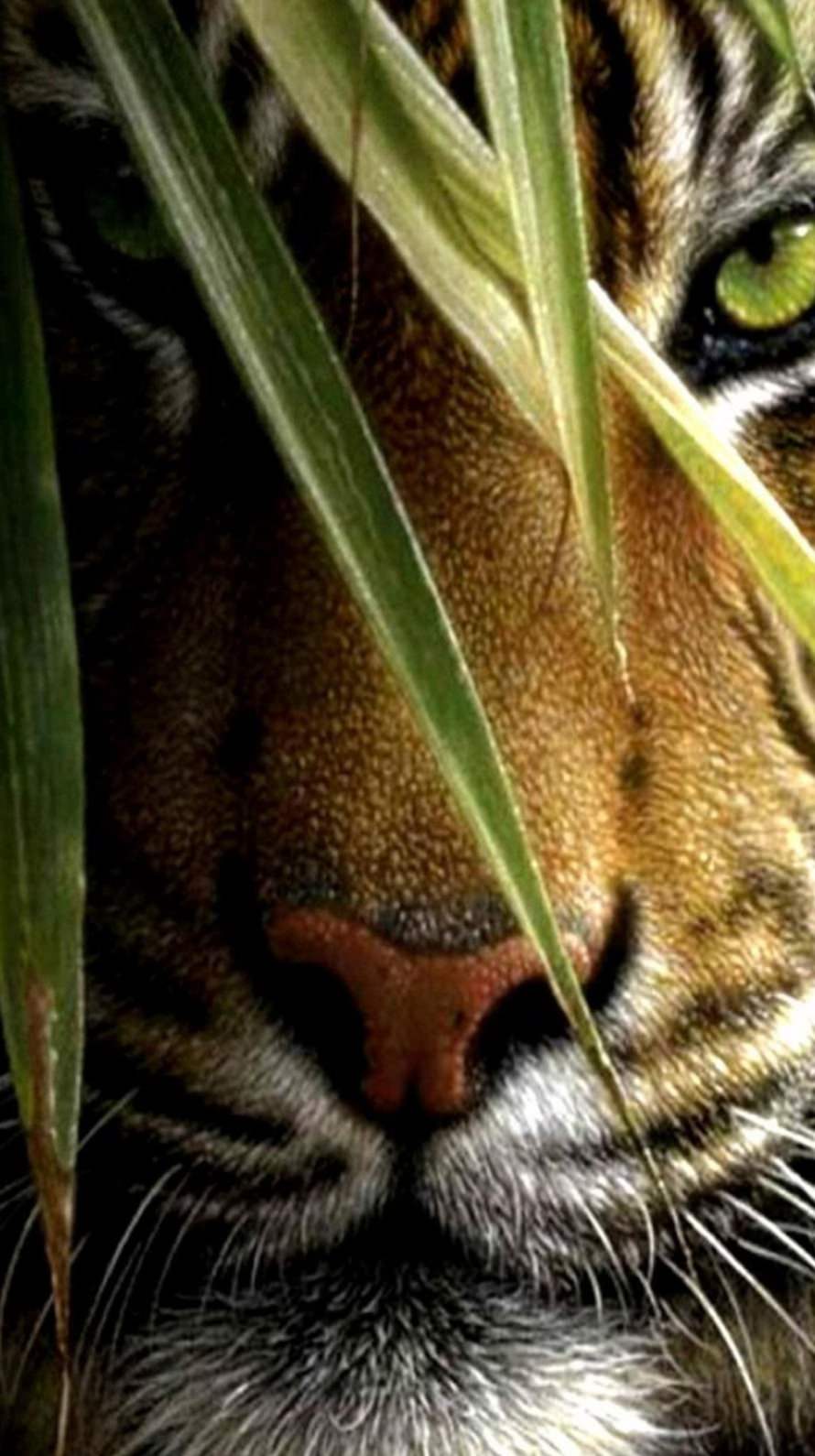 890x1590 Free download Super beautiful White tiger iPhone 6 Wallpaper