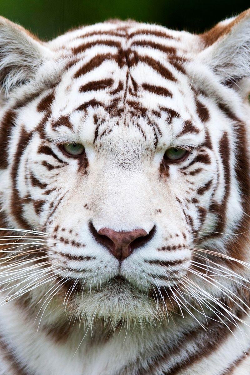 White Tiger iPhone Wallpapers Top Free White Tiger iPhone Backgrounds WallpaperAccess