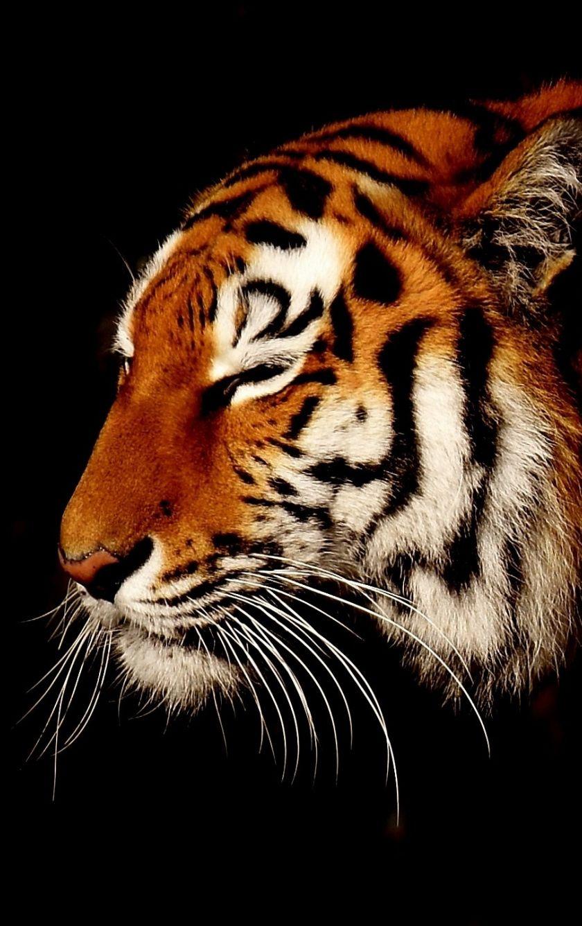 840x1336 Download 840x1336 wallpaper calm, animal, predator, muzzle