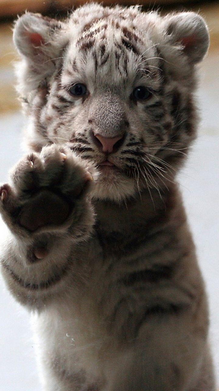 720x1280 White Tiger Wallpaper iPhone