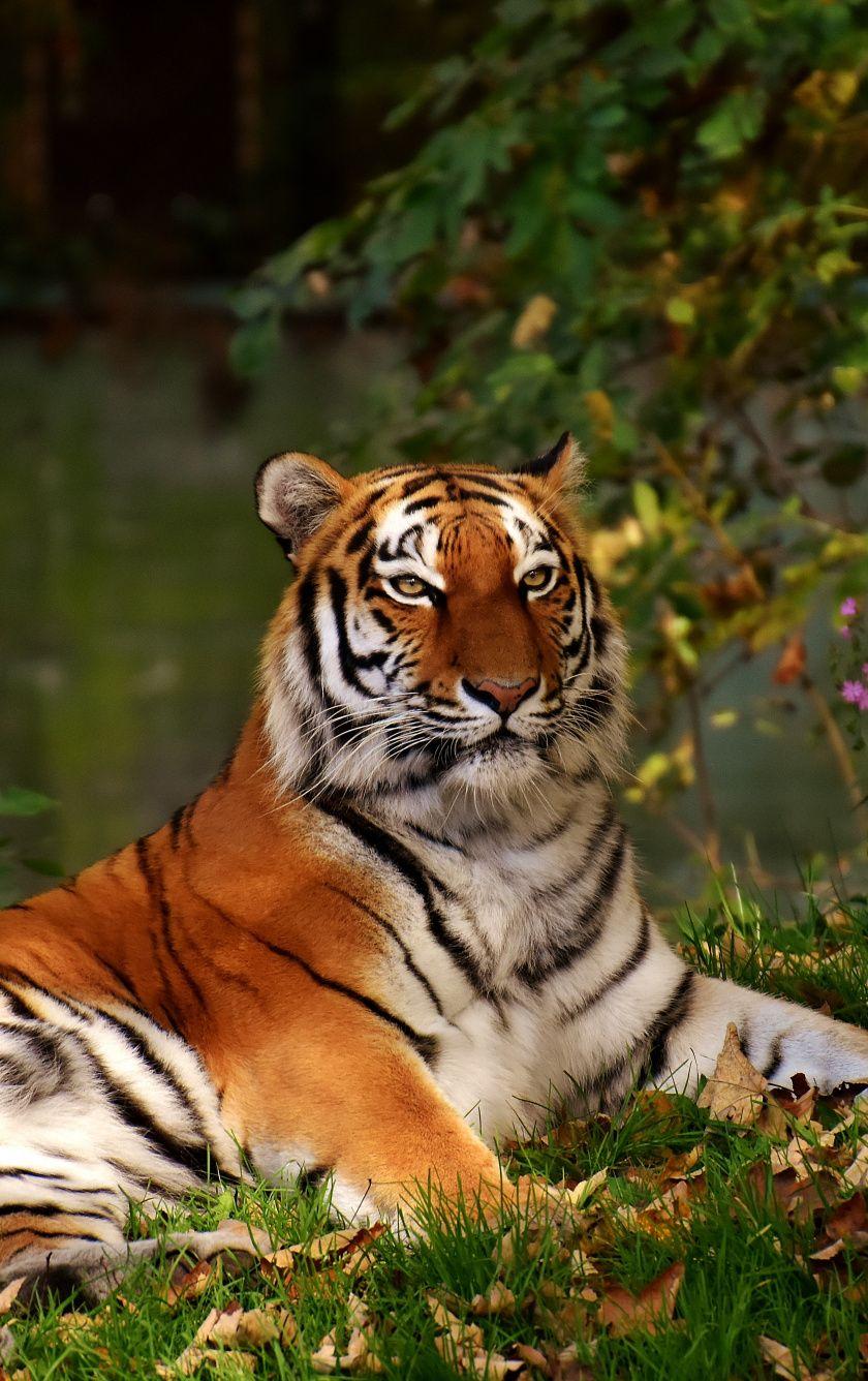 840x1336 Download 840x1336 wallpaper calm, predator, tiger, wild