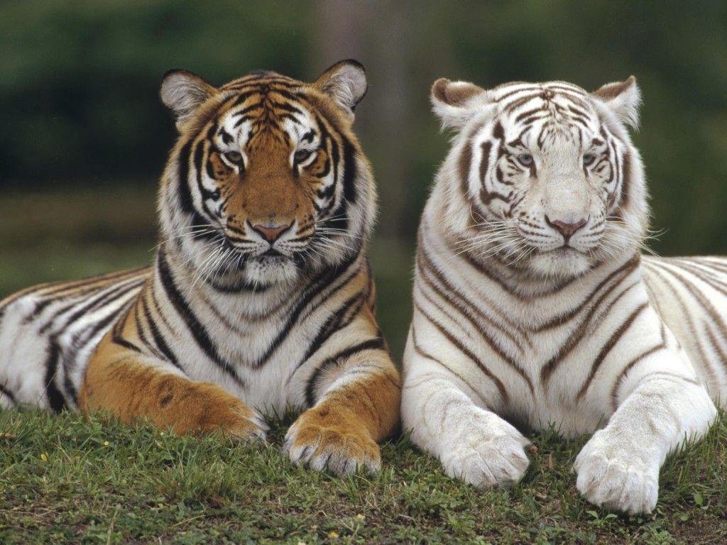 1024x768 Download White Tiger Wallpaper Image For Widescreen Wallpaper