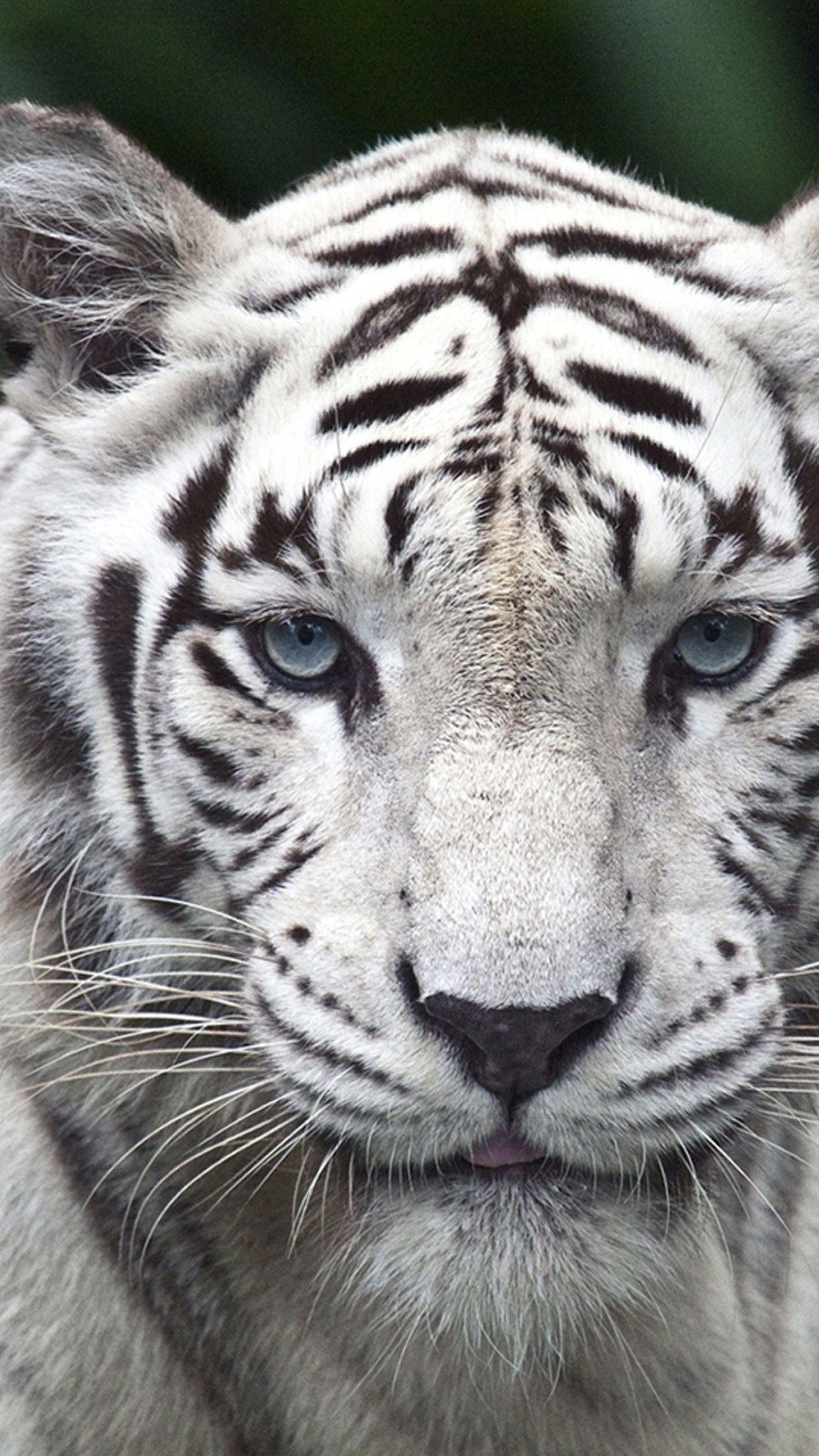 1440x2560 White Tiger Cub Wallpaper background picture