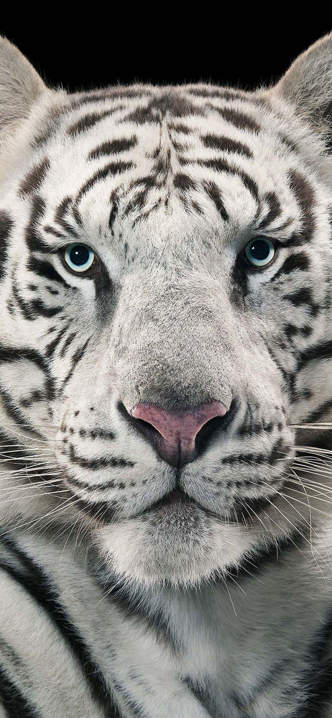 1125x2436 Download 1125x2436 White Tiger, Close Up Face Wallpaper