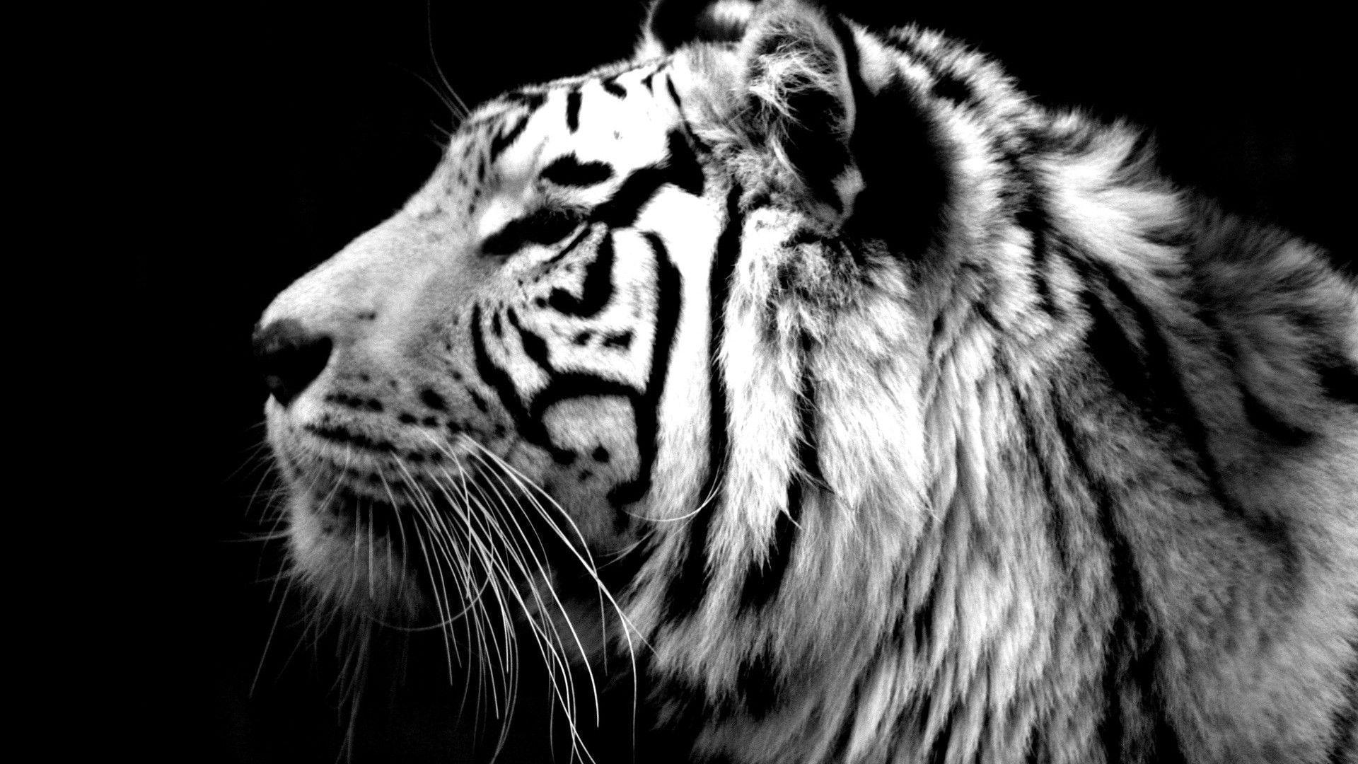 1920x1080 Black And White Tiger Roar Wallpaper imagealpahause.