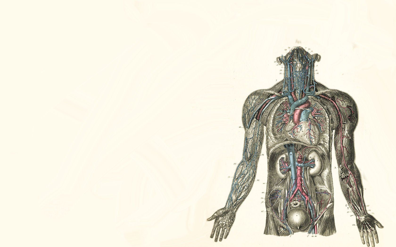 1680x1050 Organs Human Artistic Anatomy Wallpaper