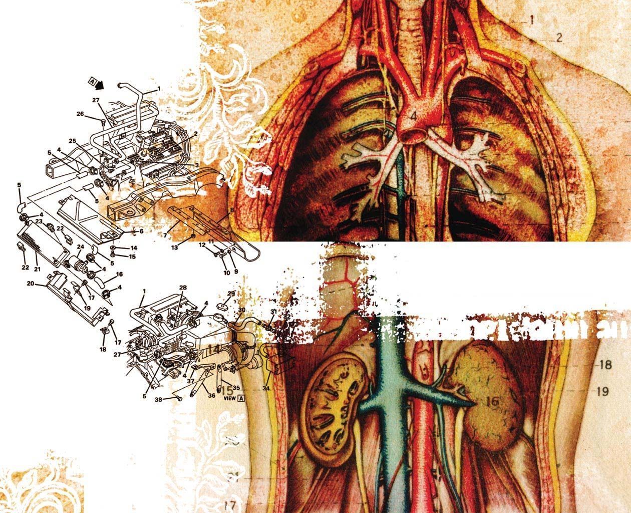 1260x1024 Organs Wallpaper